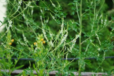 Melilotus albusu Haziran 'da çiçek açar. Melilotus albusu, bal yoncası, beyaz melilot, Bokhara yoncası, beyaz tatlı yonca ve tatlı yonca, Fabaceae familyasından azot sabitleyici bir baklagildir. Berlin, Almanya