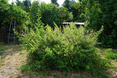 Spiraea billardii 'Triumphans' Haziran 'da pembeleşir. Spiraea (