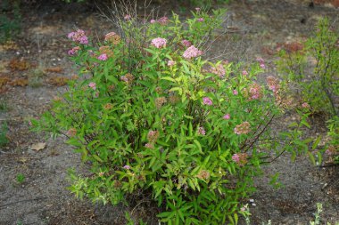 Pembe Spiraea japonica Haziran 'da bahçede çiçek açar. Japon çayırkuşu (