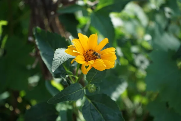 ヨーロッパのミツバチは6月にHeliopsisヘリアンソイドの花から蜜を収集します 西洋ミツバチ ヨーロッパミツバチ アピス メリフェラ Apis Mellifera アピス属の昆虫である ドイツ ベルリン — ストック写真