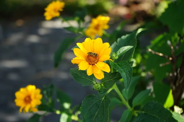 Европейская Пчела Собирает Нектар Цветов Гелиантоида Гелиопсиса Июне Западная Медоносная — стоковое фото