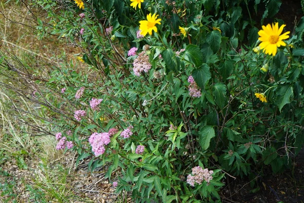 Różowa Spiraea Japonica Żółte Heliantoidy Heliopsis Kwitną Czerwcu Parku Spiraea — Zdjęcie stockowe