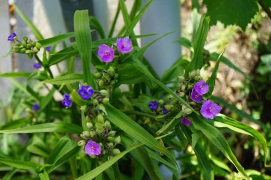 Tradescantia Haziran 'da bahçede çiçek açar. Tradescantia, inchplant, gezgin yahudi, örümcek otu ve gün çiçeği, Commelinaceae familyasına ait uzun ömürlü bir bitki cinsidir. Berlin, Almanya