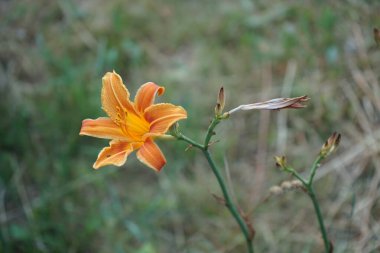 Haziran 'da Hemerocallis fulva sarı-kırmızı çiçeklerle çiçek açar. Hemerocallis fulva, turuncu günlük, esmer zambak, nilüfergiller familyasından bir zambak türü. Berlin, Almanya