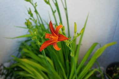 Haziran 'da Hemerocallis fulva sarı-kırmızı çiçeklerle çiçek açar. Hemerocallis fulva, turuncu günlük, esmer zambak, nilüfergiller familyasından bir zambak türü. Berlin, Almanya