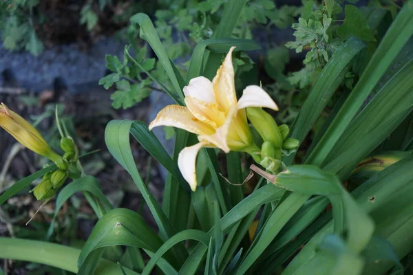 6月にはヘメロカリスカルトリウム シュニッケル フリッツ が咲きます またはユリ アブラナ科ヒメモカリドア科ヒメモカリドア属の一つであるヘメモカリス属の開花植物です ドイツ ベルリン — ストック写真