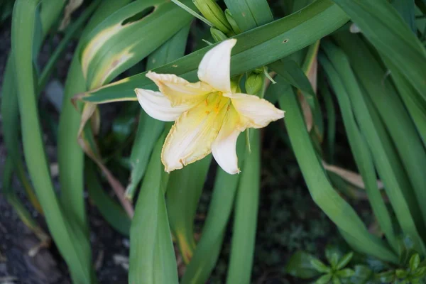 Hemerocallis Cultorum Schnickel Fritz Blooms June Daylily Day Lily Flowering — Stock Photo, Image