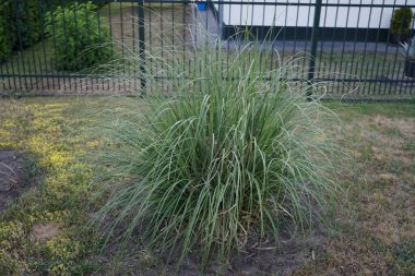 Cortaderia selloana, Poaceae familyasından bir bitki türü. Pampas otları olarak da bilinir. Berlin, Almanya