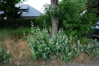 Haziran 'da çekimlerle Populus Alba. Populus alba, gümüş kavak, gümüş yaprak kavak veya beyaz kavak, kavak ağacının bir türüdür. Berlin, Almanya
