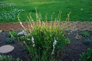 Oenothera Lindheimeri Haziran 'da çiçek açacak. Oenothera lindheimeri, syn. Gaura lindheimeri, Lindheimer 'ın arı çiçeği, beyaz gaura, pembe gaura, Lindheimer' ın saat yosunu ve Hint tüyü, Oenothera 'nın bir türüdür. Berlin, Almanya