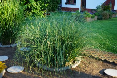 Haziran ayında çeşitli çiçeklerin arka planında Miscanthus sinensis 'Gracillimus' ve 'Zebrinus' otları yetişir. Miscanthus sinensis, Çimengiller (Poaceae) familyasından bir bitki türü. Berlin, Almanya