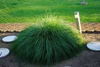 Miscanthus Sinensis Haziran 'da bahçede yetişir. Miscanthus sinensis, Çimengiller (Poaceae) familyasından bir bitki türü. Berlin, Almanya