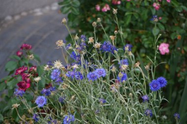 Centaurea siyanus 'Blauer Junge', kırmızı gül 'Rotilia' ve pembe gül 'Palmengarten Frankfurt' Haziran 'da bahçede çiçek açar. Centaurea siyanus, Asteraceae familyasından yıllık bir çiçeklenme bitkisidir. Berlin, Almanya 