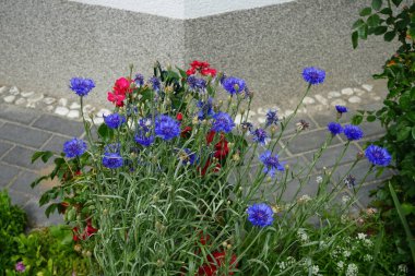 Centaurea siyanus 'Blauer Junge' ve gül 'Rotilia' Haziran 'da bahçede çiçek açtı. Centaurea siyanus, Asteraceae familyasından yıllık bir çiçeklenme bitkisidir. Berlin, Almanya 