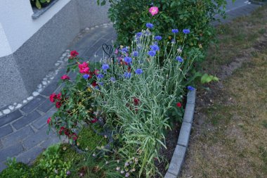 Centaurea siyanus 'Blauer Junge', kırmızı gül 'Rotilia' ve pembe gül 'Palmengarten Frankfurt' Haziran 'da bahçede çiçek açar. Centaurea siyanus, Asteraceae familyasından yıllık bir çiçeklenme bitkisidir. Berlin, Almanya 