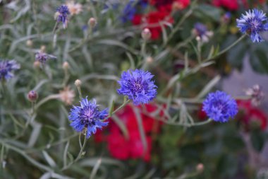 Centaurea siyanus 'Blauer Junge' ve gül 'Rotilia' Haziran 'da bahçede çiçek açtı. Centaurea siyanus, Asteraceae familyasından yıllık bir çiçeklenme bitkisidir. Berlin, Almanya 