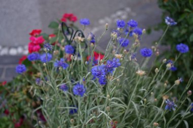 Centaurea siyanus 'Blauer Junge' ve gül 'Rotilia' Haziran 'da bahçede çiçek açtı. Centaurea siyanus, Asteraceae familyasından yıllık bir çiçeklenme bitkisidir. Berlin, Almanya 