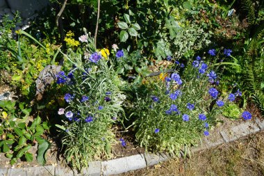 Centaurea siyanus çiçekleri Haziran ayında bahçede açar. Centaurea siyanus, Asteraceae familyasından bir bitki türü. Berlin, Almanya 