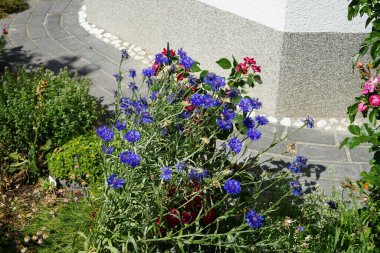 Centaurea siyanus 'Blauer Junge' ve gül 'Rotilia' Haziran 'da bahçede çiçek açtı. Centaurea siyanus, Asteraceae familyasından yıllık bir çiçeklenme bitkisidir. Berlin, Almanya 
