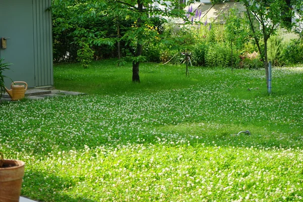 Trifolium Haziran Bahçedeki Çimenlikte Beyaz Çiçeklerle Çiçek Açtığına Pişman Olur — Stok fotoğraf