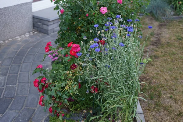 6月にはセントーリア シアヌス Blauer Junge 赤いバラ Rotilia ピンク色のバラ Palmengarten Frankfurt が庭に咲きます — ストック写真
