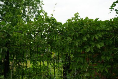 Partenosissus quinquefolia, (