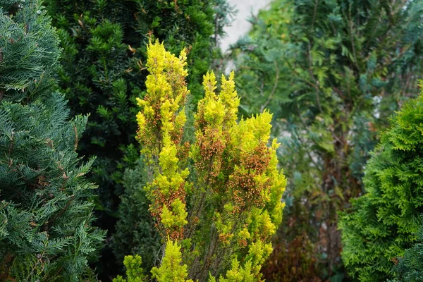 Erica Arborea Çiçeklenmenin Sonunda Haziran Ayında Bahçede Yetişir Erica Arborea — Stok fotoğraf