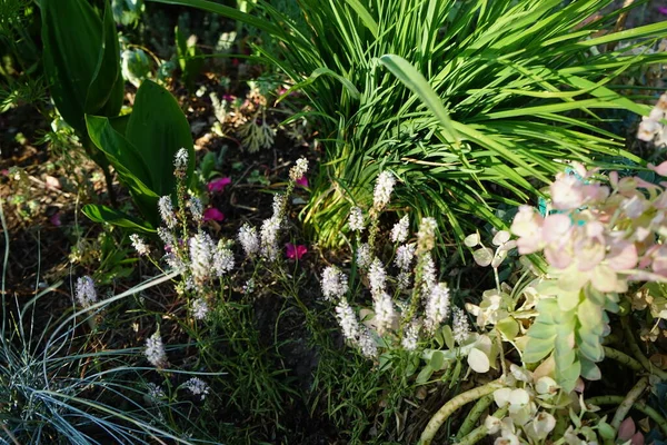 stock image Veronica spicata blooms with light pink flowers in June. Veronica spicata, spiked speedwell, Pseudolysimachion spicatum, is a species of flowering plant in the family Plantaginaceae. Berlin, Germany