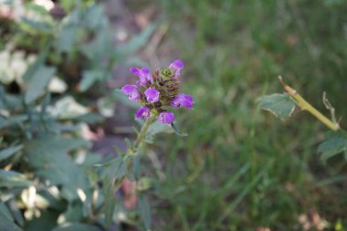 Prunella grandiflora haziran ayında çiçek açar. Prunella grandiflora, Lamiaceae familyasından bir süs bitkisidir. Berlin, Almanya 