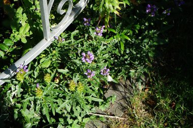 Prunella grandiflora haziran ayında çiçek açar. Prunella grandiflora, Lamiaceae familyasından bir süs bitkisidir. Berlin, Almanya 