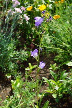 Campanula persisifolia Haziran ayında çiçek açar. Campanula persicifolia, Campanulaceae familyasından bir çan çiçeğidir. Berlin, Almanya
