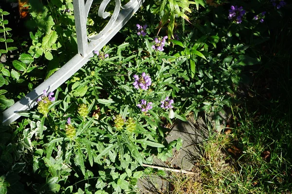 Июне Цветет Чернослив Крупноцветковый Prunella Grandiflora Крупноцветковая Самовосстанавливающаяся Является Декоративным — стоковое фото