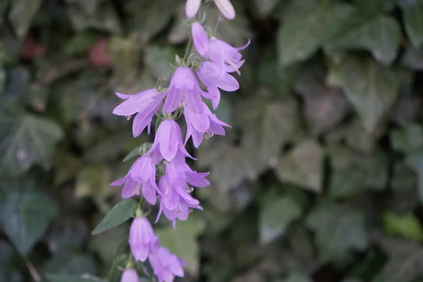 stock image Campanula rapunculoides blooms in June. Campanula rapunculoides is a perennial herbaceous plant of the genus Campanula, belonging to the family Campanulaceae. Berlin, Germany 