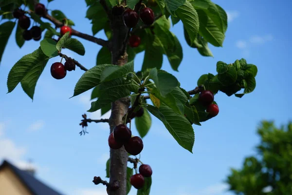 Júniusban Érik Meg Oszlopos Cseresznye Prunus Avium Sylvia Termése Prunus — Stock Fotó