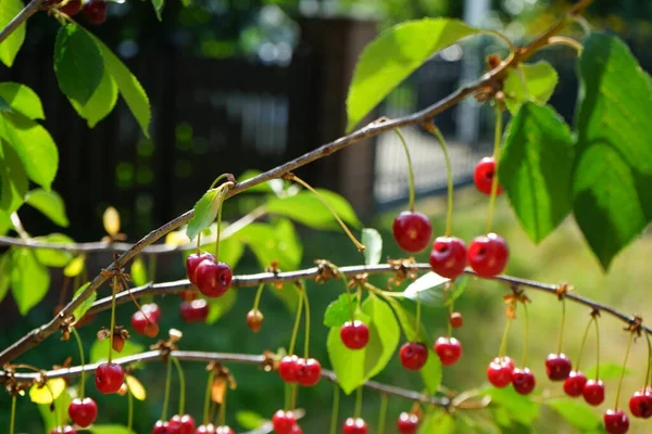 Плоды Карликовой Вишни Prunus Avium Созревают Июне Черёмуха Авиум Дикая — стоковое фото