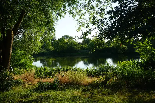Jezero Wuhlesee Obklopené Bujnou Vegetací Červnu Při Západu Slunce Berlín — Stock fotografie