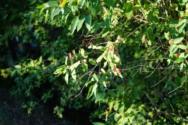 Haziran ayında kırmızı meyveli Lonicera tatarica büyür. Lonicera tatarica, Tataridae familyasından bir hanımeli türü. Berlin, Almanya 