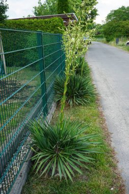 Yucca haziranda beyaz çiçeklerle çiçek açar. Yucca, kuşkonmazgiller (Agavoideae) familyasından bir çalılık cinsidir. Berlin, Almanya 