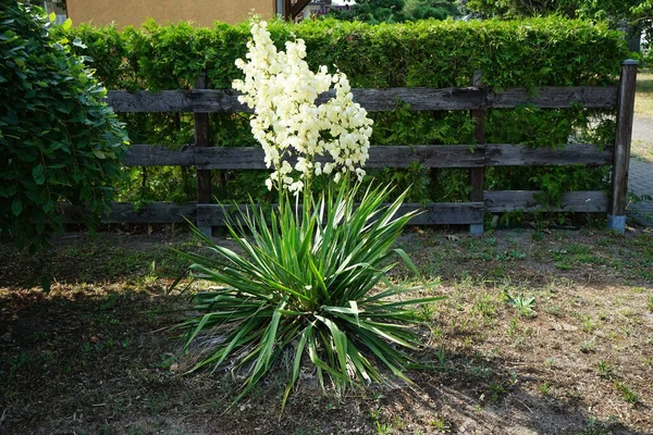 Yucca haziranda beyaz çiçeklerle çiçek açar. Yucca, kuşkonmazgiller (Agavoideae) familyasından bir çalılık cinsidir. Berlin, Almanya 