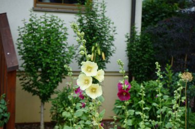 Alcea gül çiçekleri Haziran 'da bahçede açar. Alcea rosea, Malvaceae familyasından bir çiçek bitkisidir. Berlin, Almanya