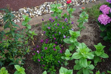 Osteospermum eklonisi çiçekleri haziran ayında koyu mor çiçek açar. Dimorphotheca-, Osteospermum ecklonis, Cape Marguerite, Afrika -, Van Staden nehri -, Pazar nehir papatyası, Veldt yıldızı süs bitkisi. Berlin, Almanya