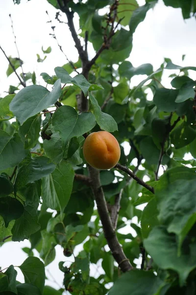Oszlopos Sárgabarack Prunus Armeniaca Sweety Gyümölcsöző Kertben Júniusban Prunus Armeniaca — Stock Fotó