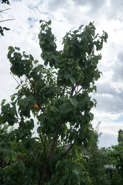 Columnar Apricot Prunus Armeniaca Sweety Καρποφόρο Δέντρο Στον Κήπο Τον — Φωτογραφία Αρχείου