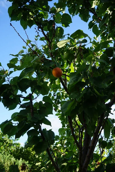 Columnar Apricot Prunus Armeniaca Sweety Fruiting Tree Garden July Чернослив — стоковое фото