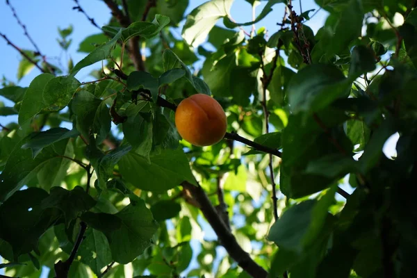 Albaricoque Columnar Prunus Armeniaca Sweety Árbol Frutal Jardín Julio Prunus — Foto de Stock