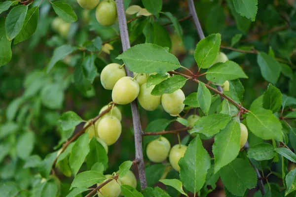 Незрелые Плоды Prunus Domestica Созревают Июне Prunus Domestica Вид Цветущего — стоковое фото