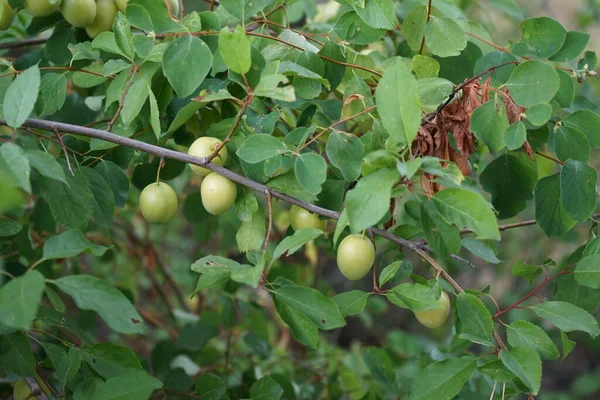 国内红豆杉的未成熟果实成熟 菊科植物是菊科植物中的一种开花植物 德国柏林 — 图库照片