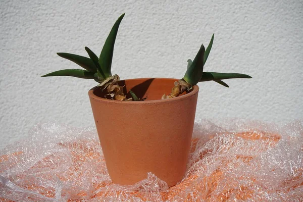 花の鍋にハワーシア ペンタゴナ 西ジョグー ハワティアスは小さな多肉植物です ドイツ ベルリン — ストック写真