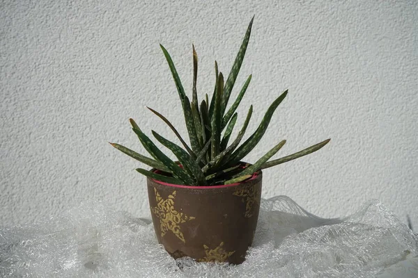 Aloe Vera Syn Barbadensis Grows Flower Pot Aloe Vera Succulent — Stock Photo, Image