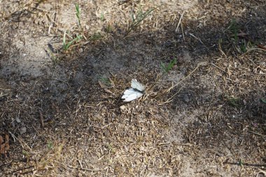 Kelebek Pieris, temmuzda yerde yatar. Yeşil damarlı beyaz Pieris napi, Pieridae familyasından bir kelebek türü. Berlin, Almanya